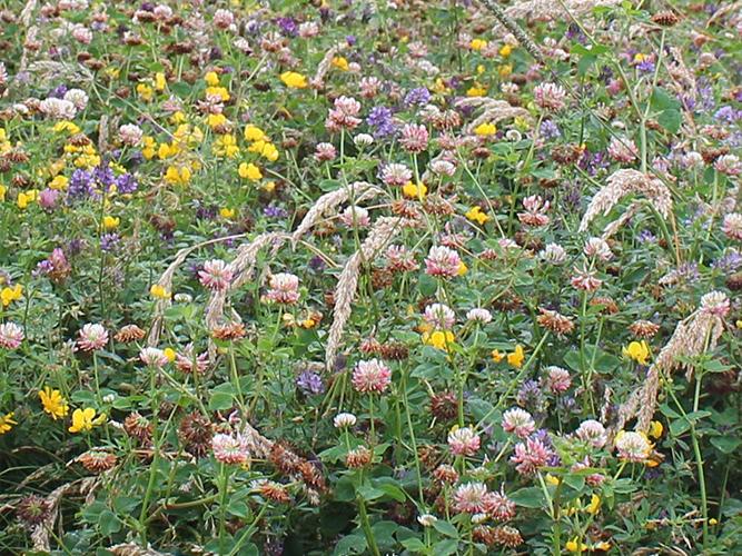 Butterfly & Bumblebee Mixture (AB8, IPM2)